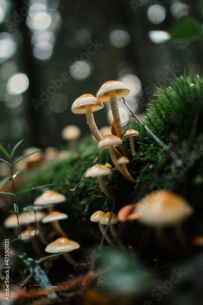 Obraz mushrooms in the forest