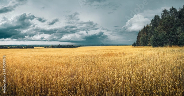 Obraz wheat field and sky