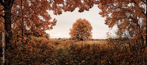 Obraz autumn in the forest