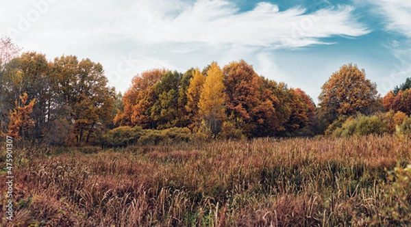 Obraz autumn in the forest