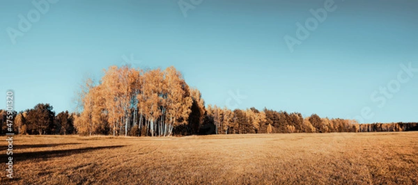 Obraz autumn in the forest