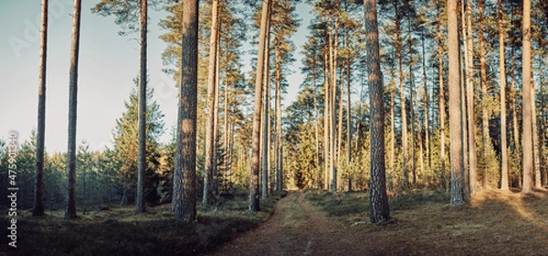 Obraz forest in autumn