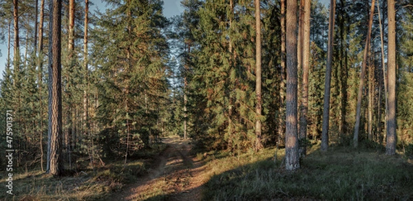 Obraz forest in autumn