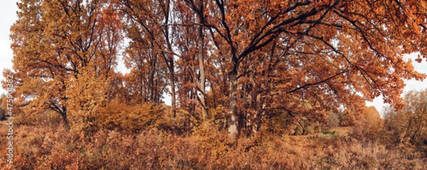 Obraz autumn in the forest