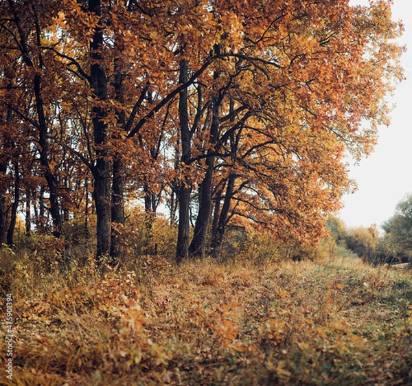 Obraz autumn in the park
