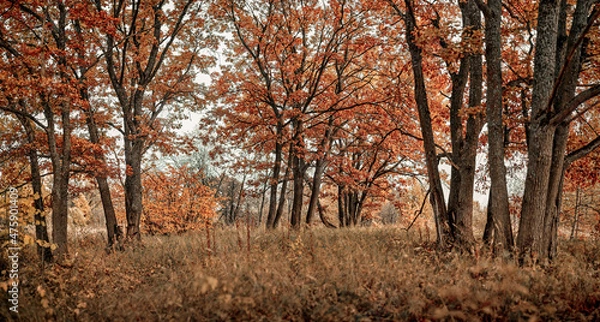 Obraz autumn trees in the forest
