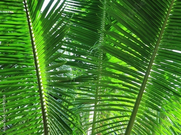 Obraz palm leaf background