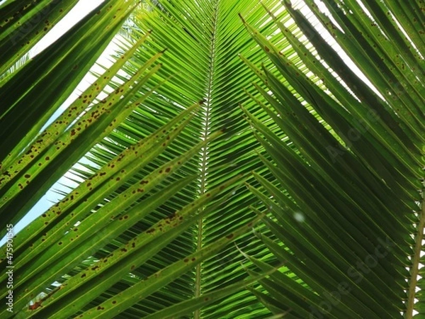 Obraz palm tree leaves