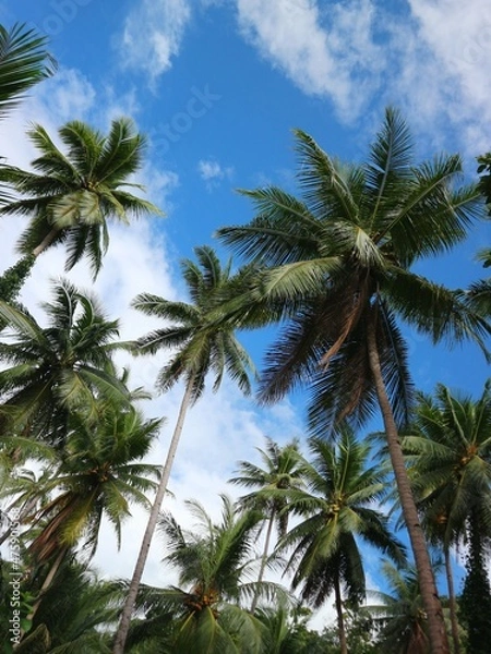 Obraz palm trees on sky background