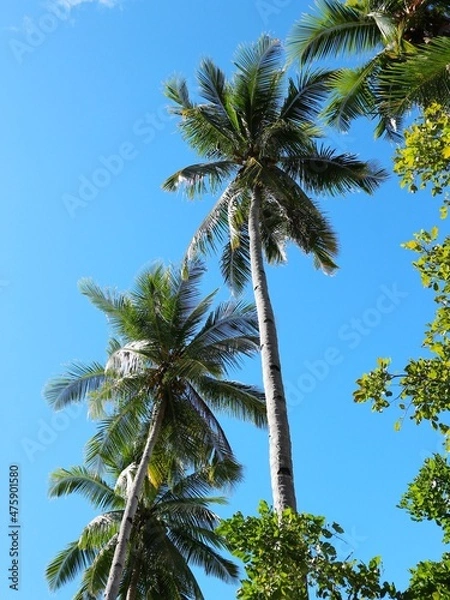 Obraz palm trees against blue sky