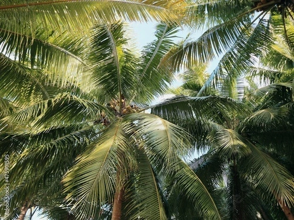 Obraz coconut palm tree