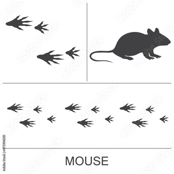 Fototapeta Mouse silhouette and prints of the hind and fore paws. Vector illustration on a white background.