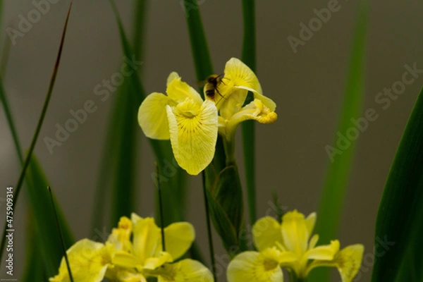Fototapeta Bright Yellow Iris flags growing by the waterside near Honiton, Devon