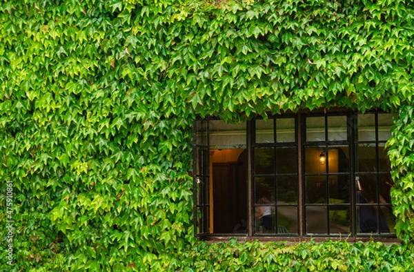 Fototapeta A lovely house overgrown completely with a wall of ivy, near Honiton in Devon