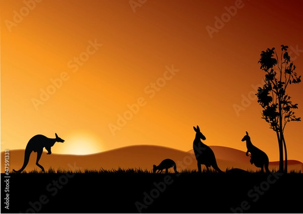 Obraz australia kangury