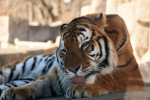 Obraz 毛づくろいをする虎の写真