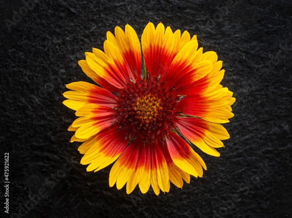 Obraz One flower on a black background. Closeup.