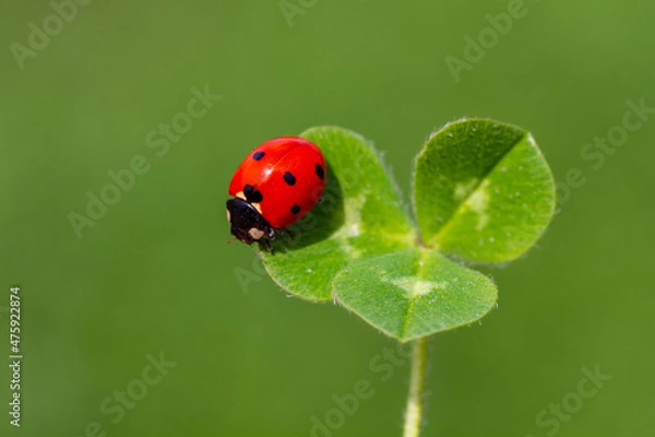 Obraz Ladybug on a leaf