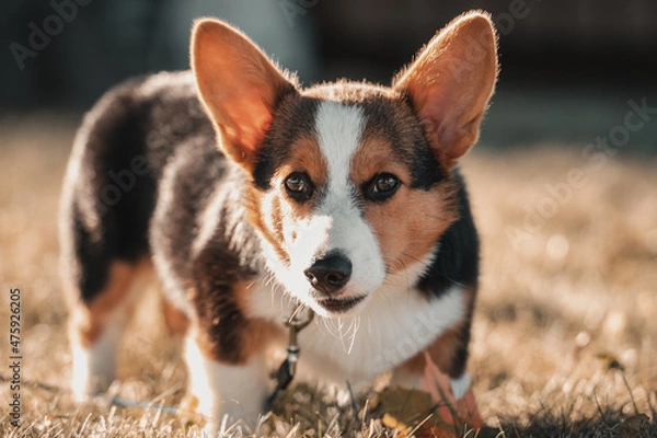 Obraz Corgi 