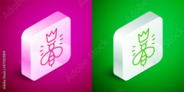 Fototapeta Isometric line Queen bee icon isolated on pink and green background. Sweet natural food. Honeybee or apis with wings symbol. Flying insect. Silver square button. Vector