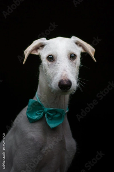 Obraz Windhundwelpe mit blauer Schleife