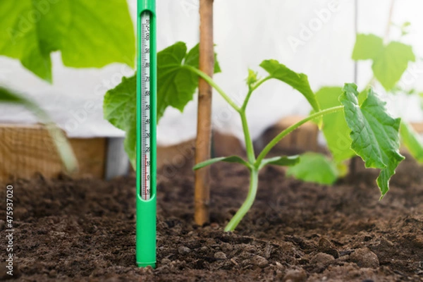 Fototapeta Measurement of soil temperature in a garden bed with cucumber seedlings. Climate control for growing vegetables