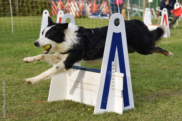 Fototapeta chien de berger border collie en flyball