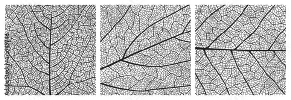 Obraz Leaf texture pattern with veins and cells. Close up leaf pattern background of vector plant or tree foliage monochrome mosaic structure, vascular tissue macro ornament of birch or maple tree leaf