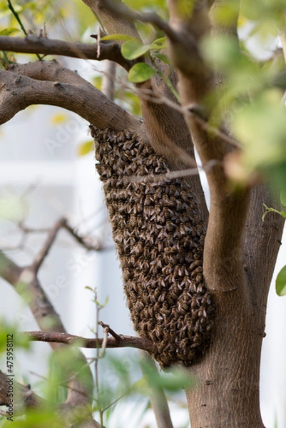 Obraz 巣別れの途中、一休みのハチの群れ