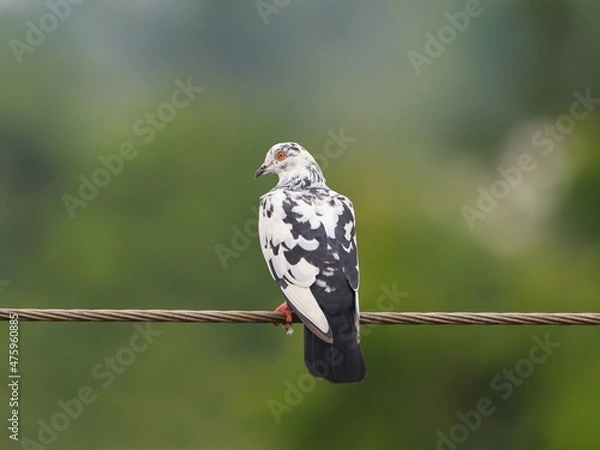 Obraz dove on a wire