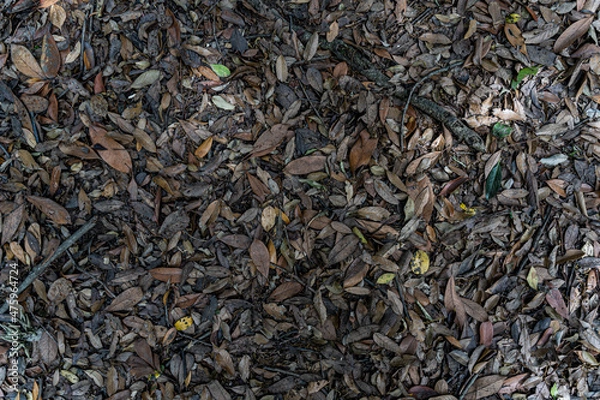 Fototapeta 落ち葉