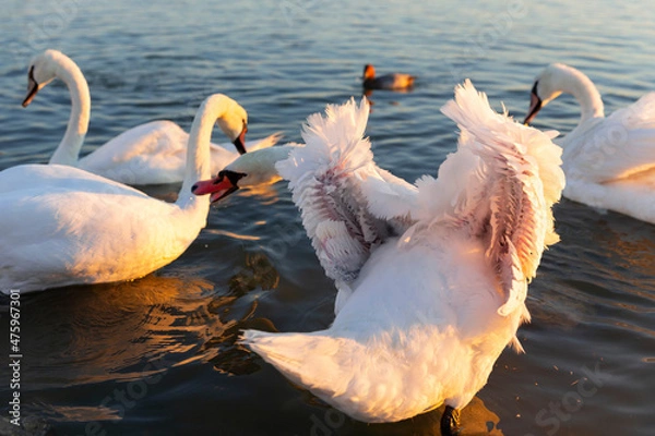 Fototapeta Details of the plumage of a white swan.  Swan attacks his relative.