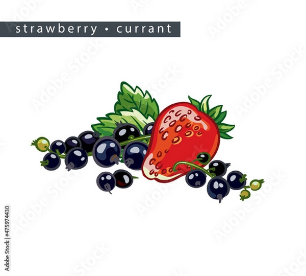 Obraz sketch_strawberry_currant_whole_berry_branches_and_leaves