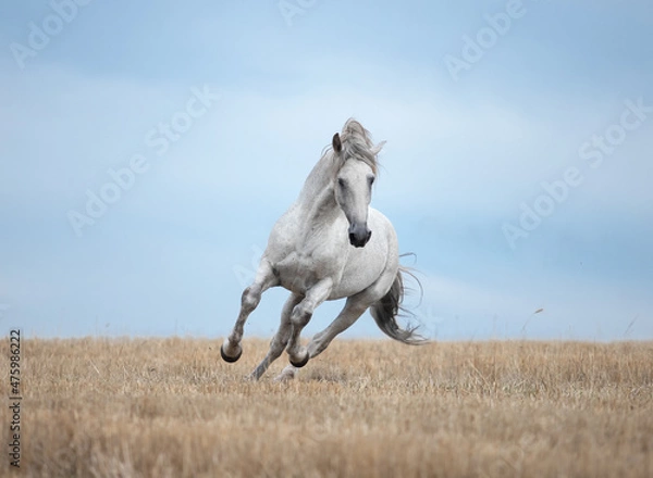 Obraz white horse in the field