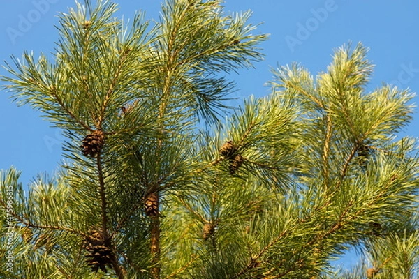 Obraz Pine cones with needles on a tree in the forest