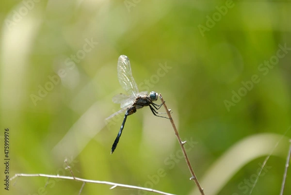 Obraz 枝の先に止まって休んでいるとの簿