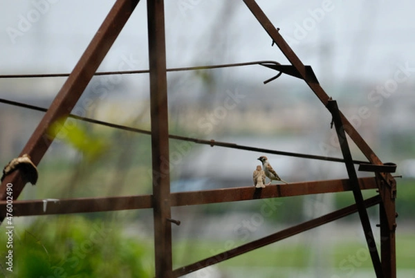 Obraz 伸びあがって遠くを警戒しているスズメ