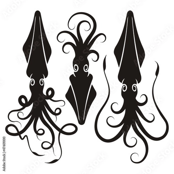 Obraz Squid silhouettes