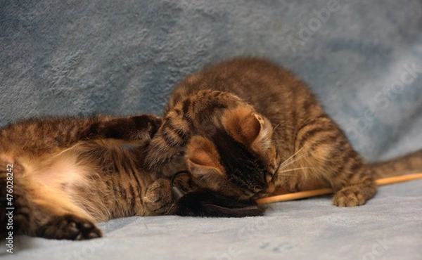 Obraz two little brown tabby kittens playing