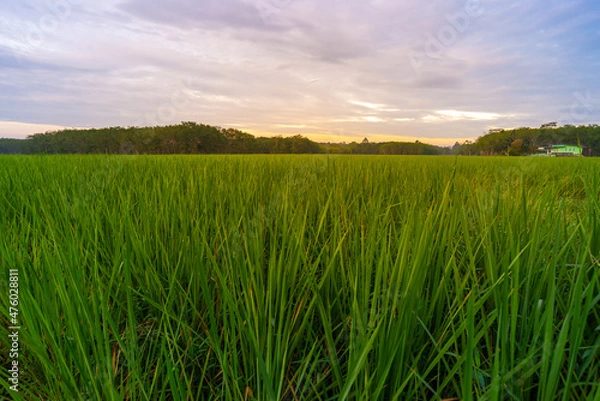 Obraz Green field rural countryside