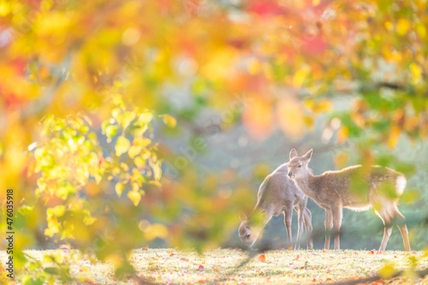 Obraz 奈良 - 【奈良公園（飛火野）の鹿と紅葉】