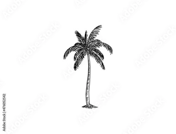 Obraz Hand drawn of palm tree vector illustrations