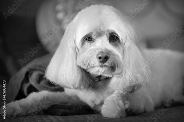 Fototapeta Cute Cavapoo closeup in Black and White