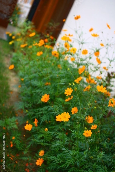 Fototapeta Yellow Flower