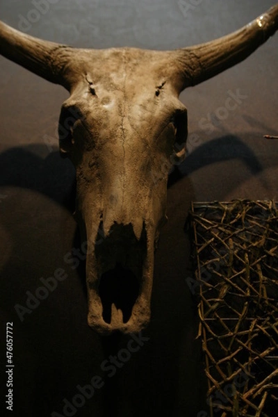 Obraz Animal face bones.