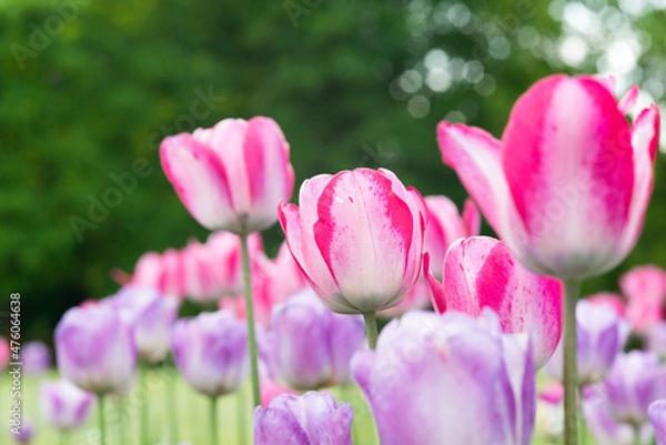 Obraz tulpen rosa close-up