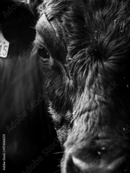 Obraz Young black bull close up portrait. British beef heard animal