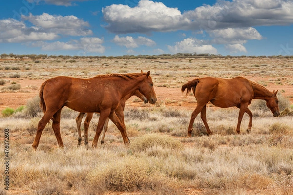 Obraz A herd of brown wild horses, brumbies, grazing in the outback of the Northern Territory of Australia against blue sky with cumulus clouds