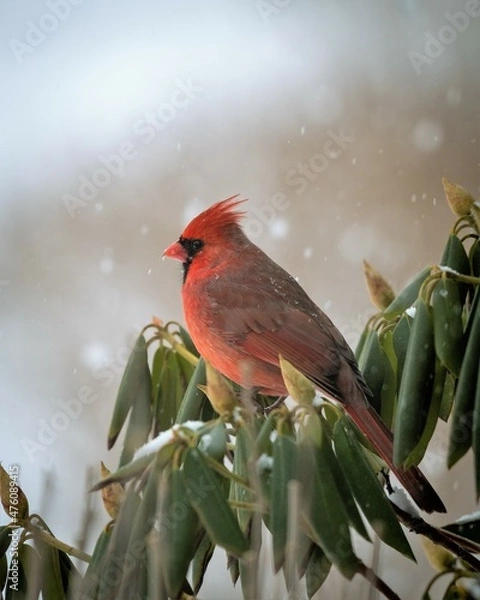 Obraz cardinal in snow