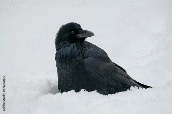 Fototapeta Raven in Snow
